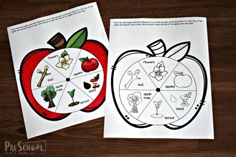 Free Printable Apple Tree Life Cycle Worksheet