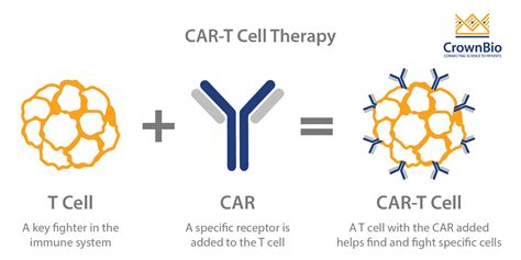 How to Assess CAR-T Cell Therapies Preclinically