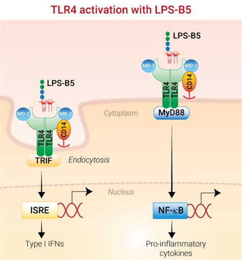 LPS-B5 | Lipopolysaccharide from E. coli O55:B5 | InvivoGen