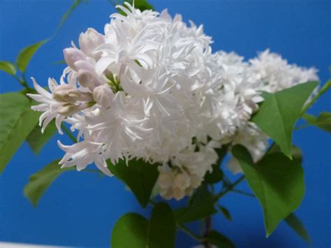 Why Lilac Bushes Only Bloom For Two Weeks | HubPages