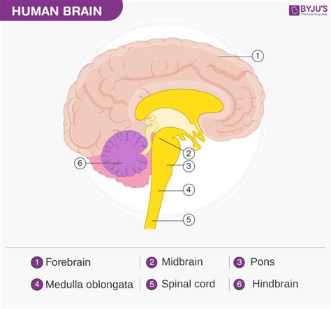 Real Human Brain And Spinal Cord