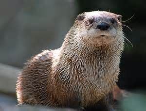 North American River Otter Adaptations - Bing Images | River otter, Otters, Animals