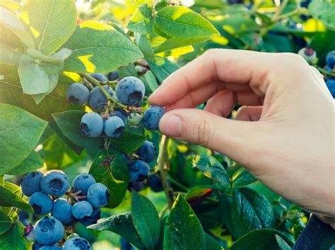 Here's How To Make Sure You Only Harvest Your Blueberries When They're Ripe | Horticulture Magazine