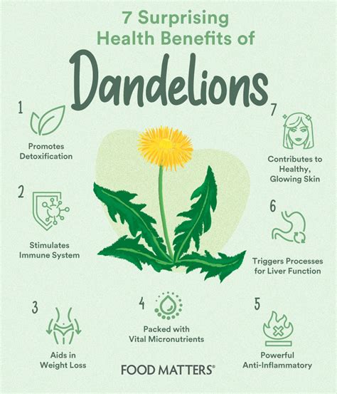 7 Surprising Health Benefits of Dandelions | Dandelion health benefits, Medical herbs, Tea ...