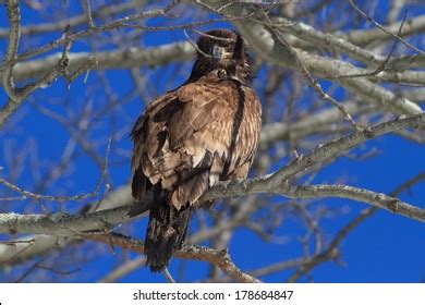 Bald Eagle Juvenile Stock Photo 178684847 | Shutterstock