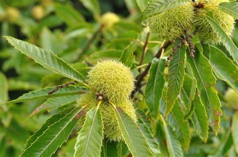 European chestnut | plant | Britannica.com