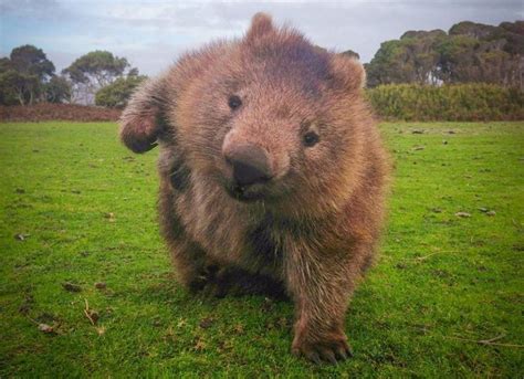 Move Aside Dogs! Wombats Are Here And They May Be The Cutest Thing On ...