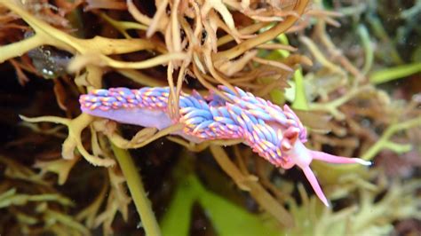 The rare rainbow sea slug that's been spotted in UK waters | ITV News West Country