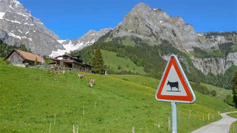 The Challenging Life of Swiss Mountain Farmers | Britannica