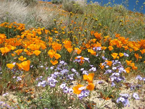 File:Wildflowers at California Poppy Reserve.jpg