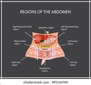 Abdominal Region Liver Gallbladder Pancreas Stomach Stock Vector (Royalty Free) 386886667 ...