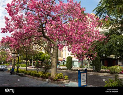 Ceiba speciosa flowers hi-res stock photography and images - Alamy