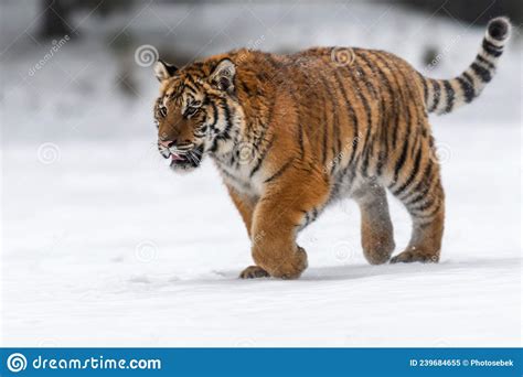 Siberian Tiger Running in Snow. Beautiful, Dynamic and Powerful Photo of this Majestic Animal ...