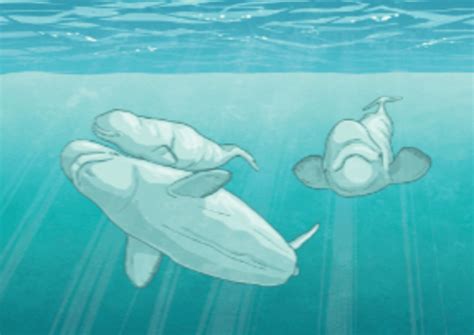 What is a Beluga Whale? | Twinkl Teaching Wiki - Twinkl