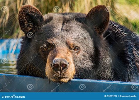 Black Bear Swimming in Pool Stock Photo - Image of lonely, swimming: 93231272