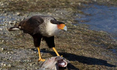 Mexican Eagle (Northern crested caracara) - A-Z Animals