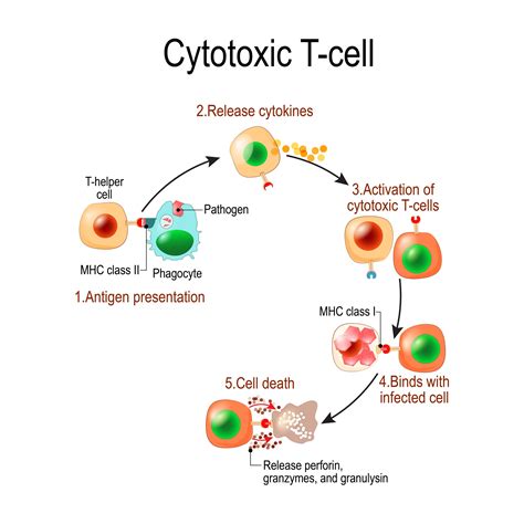 How Your Immune System Protects You From Infection: Part 4 – T lymphocytes - GrassrootsHealth