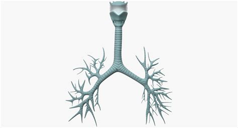 Trachea anatomical modeled 3D model - TurboSquid 1209414