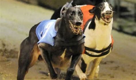 Greyhounds: tips and results | Racing | Sport | Express.co.uk