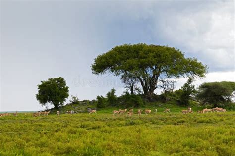 Herd of Thomson`s Gazelle Eudorcas Thomsonii in Serengeti National Park ...