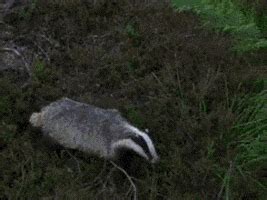 Badger GIF - Find & Share on GIPHY