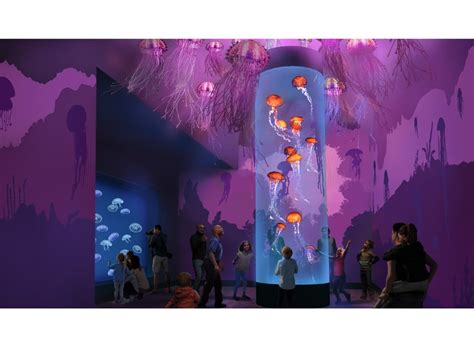 New Jellyfish Exhibit Coming To SeaWorld San Diego | San Diego, CA Patch