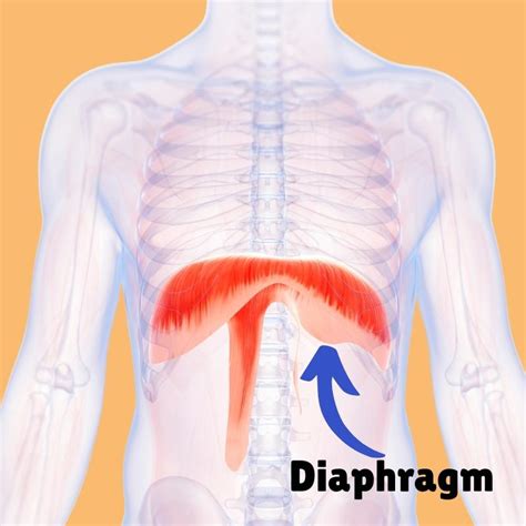 Diaphragm Muscle Anatomy