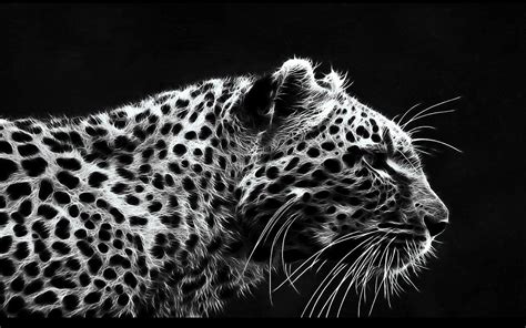 Black Cheetah Wallpapers - Wallpaper Cave