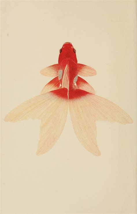 nemfrog: Japanese Fringetail. Goldfish breeds and other aquarium fishes. 1908. Frontispiece ...