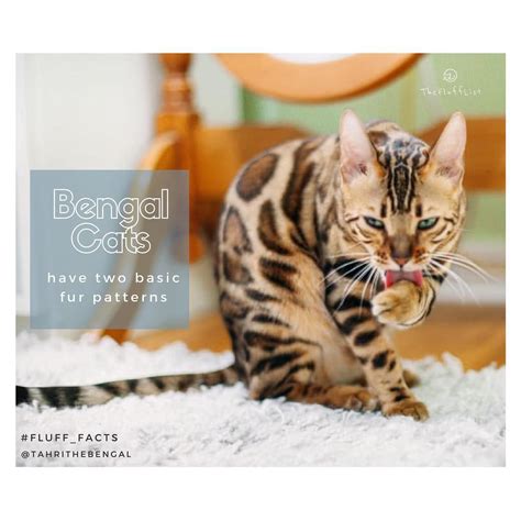 Bengals have two basic fur patterns: the more common spotted pattern ...