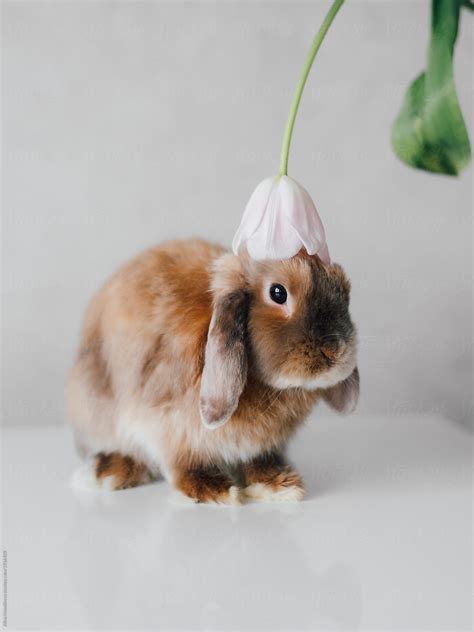 "Adorable Bunny Sniffing Flower" by Stocksy Contributor "Alina ...