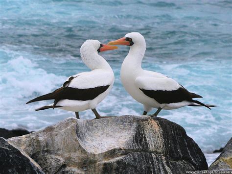 Desktop Wallpapers » Animals Backgrounds » Waved Albatross, Galapagos ...