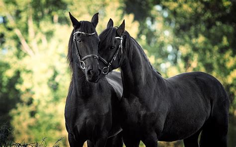 Share more than 61 friesian horse wallpaper super hot - in.cdgdbentre