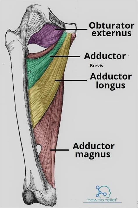 The Definitive Guide To Hip Adductor Anatomy Exercises