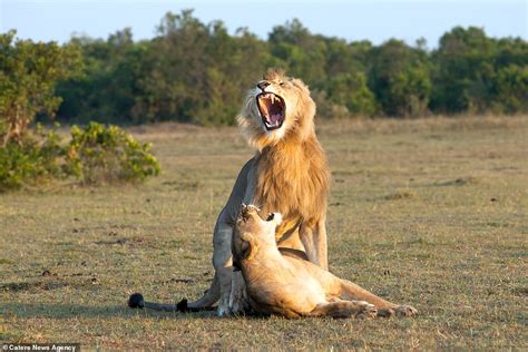 I'm the mane man! Lion looks VERY pleased with himself as he mates with a lioness | Daily Mail ...