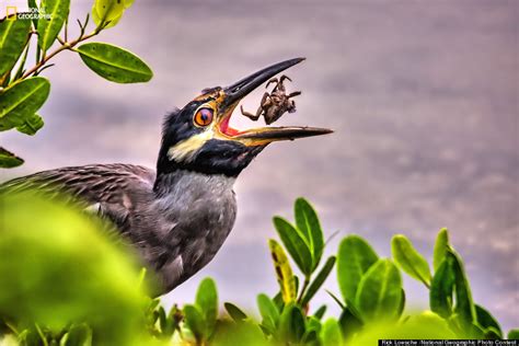 Bird Prey Wildlife Photography By Rick Loesche 3