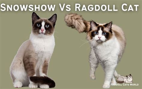 Ragdoll Vs Snowshoe Cat: Similarities and Differences