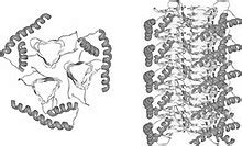 Kuru (maladie) - Kuru (disease) - abcdef.wiki