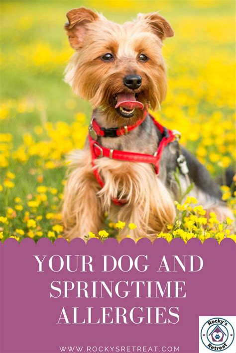 Your Dog and Springtime Allergies - | Dog allergies, Dogs, Dog sneezing