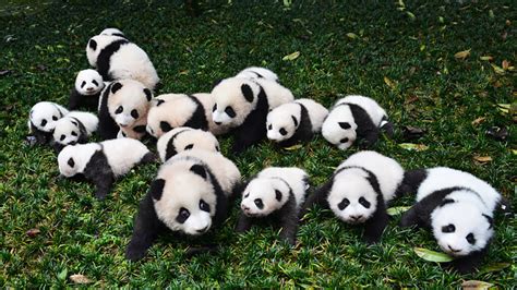 Panda Populations Are Growing, But Their Habitat Remains at Risk | HowStuffWorks