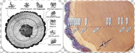 Dendrochronology Tree Rings And Environment Dendroecology Aastarõngad Geology PNG, Clipart ...