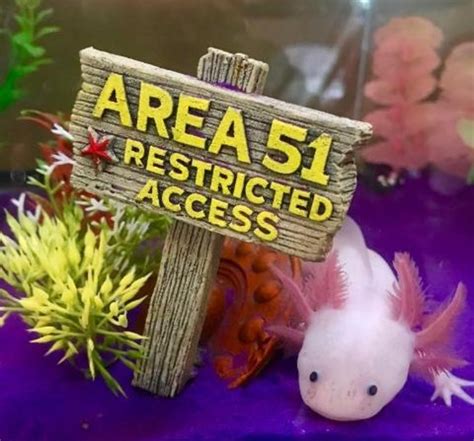 The Axolotl Quiz - HubPages