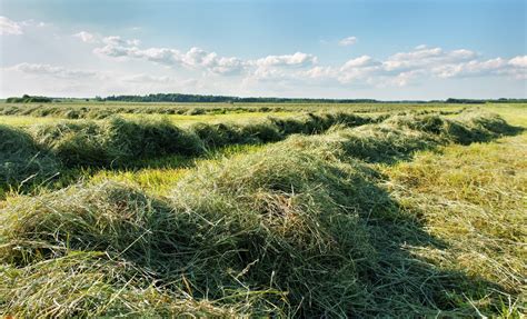 Measuring Moisture in Baled Hay Vs. Loose Hay