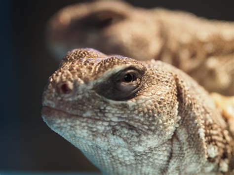 Desert Iguana - Lindsay Wildlife Experience