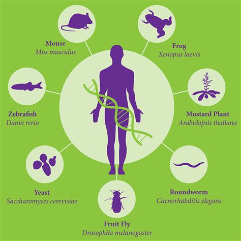 Model Organisms | Biology - College of Liberal Arts and Sciences | The University of Iowa