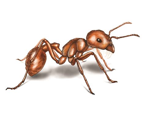 Harvester Ant Behavior: Characteristics of Harvester Ants