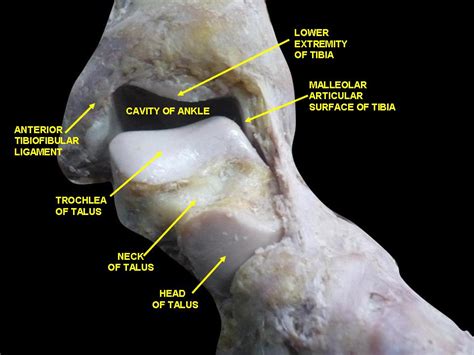 Ankle Joint (Talocrural, Subtalar and Tibiofibular Joints)