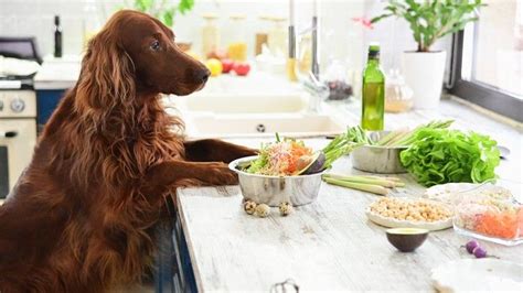 Can a dog be vegan? We asked a vet… | PetsRadar