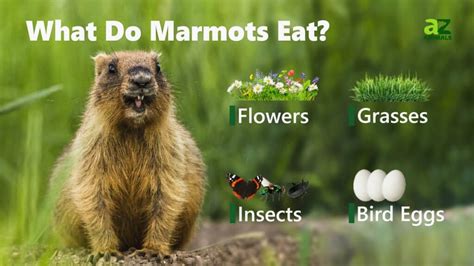 Marmot - A-Z Animals