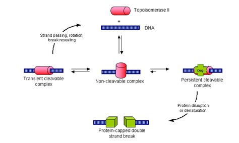 Topoisomerase II Inhibitors; Topoisomerase 2 Inhibitors